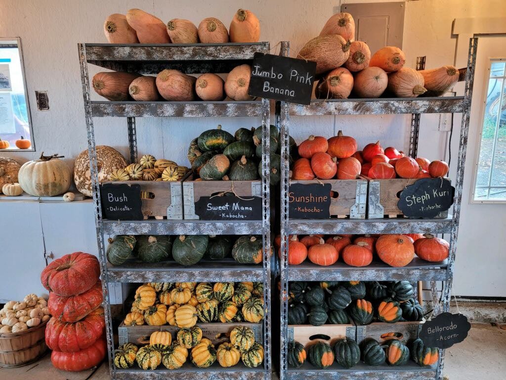Pumpkin and Winter Squash Preservation