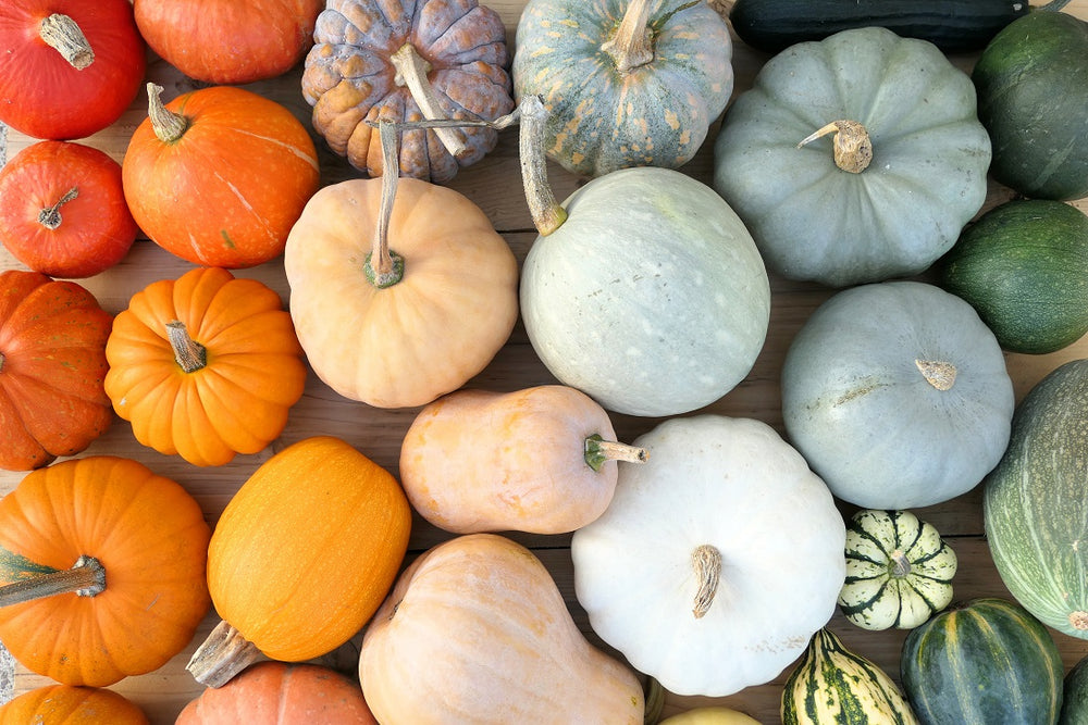Fall Harvest Collection