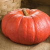 Rouge V'If D'Etampes Pumpkin (French Heirloom)