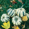 Sweet Dumpling Delicata Squash (Set of 2)