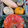 Sweet Tooth Pumpkin Collection - Pies and Breads