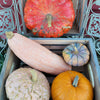 Sweet Tooth Pumpkin Collection - Pies and Breads