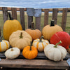 Firelight Pumpkin Collection