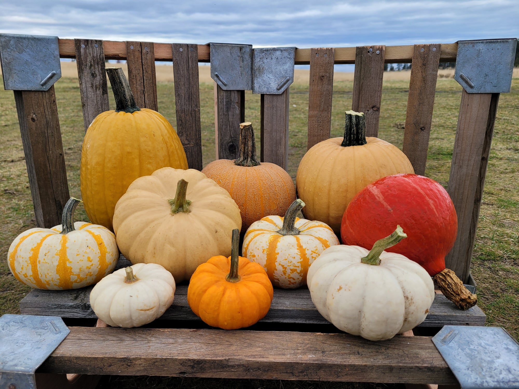 Firelight Pumpkin Collection