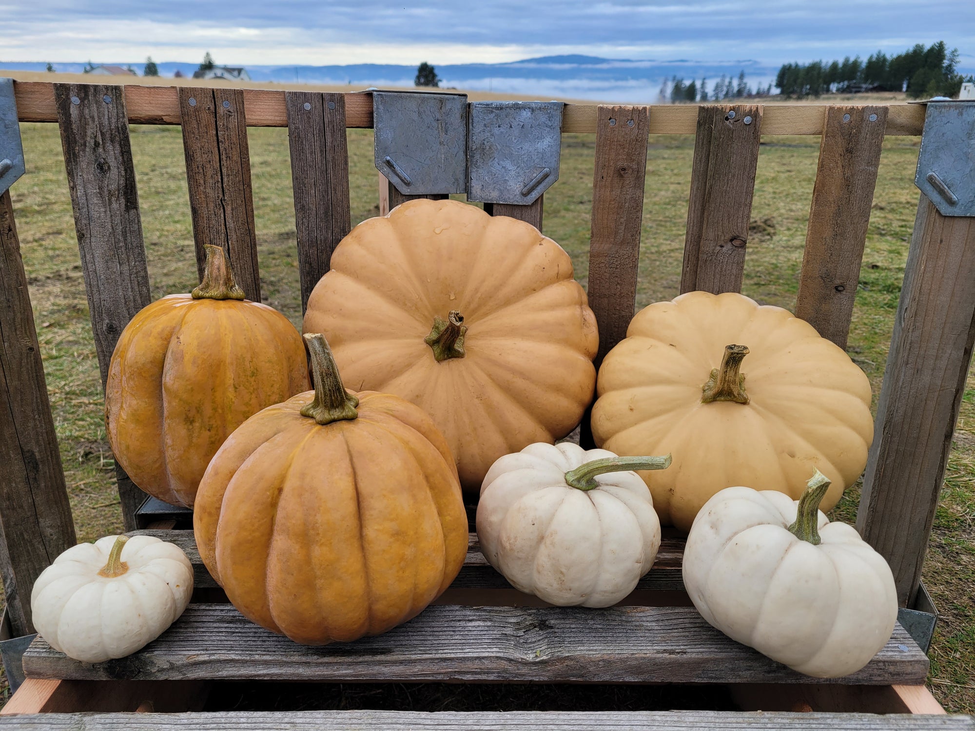 Cozy Up Pumpkin Collection