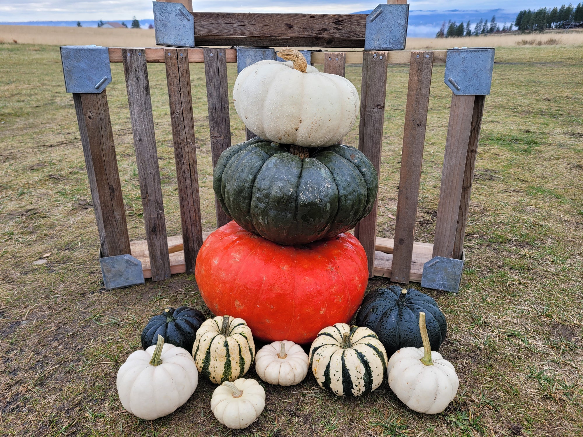 Christmas Gift Pumpkin Collection