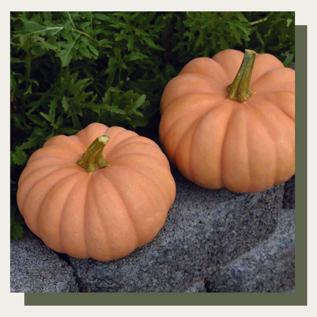 Autumn Crown Pumpkins (Set of 2)