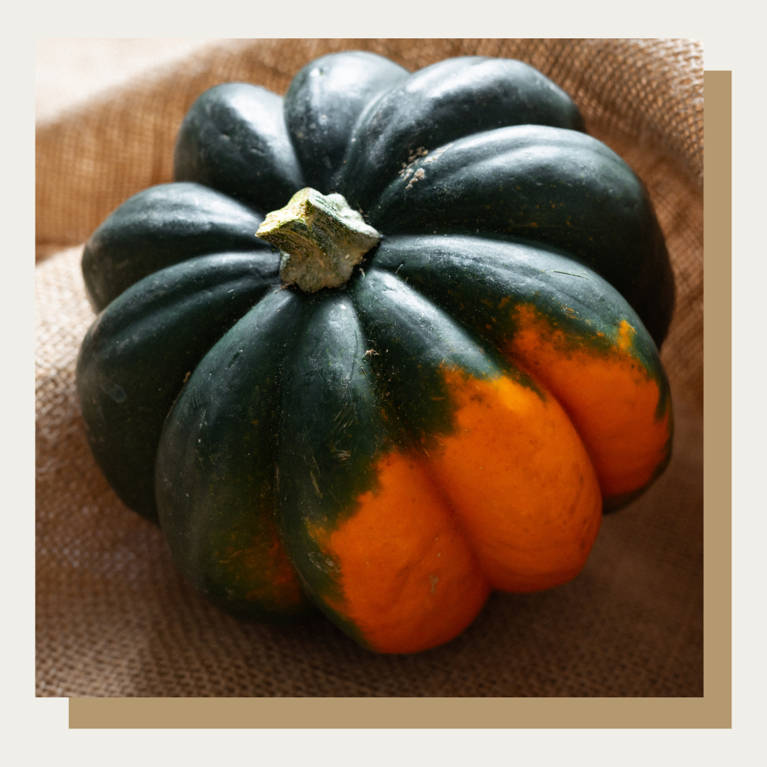 Bellorado Acorn Squash (Set of 2)