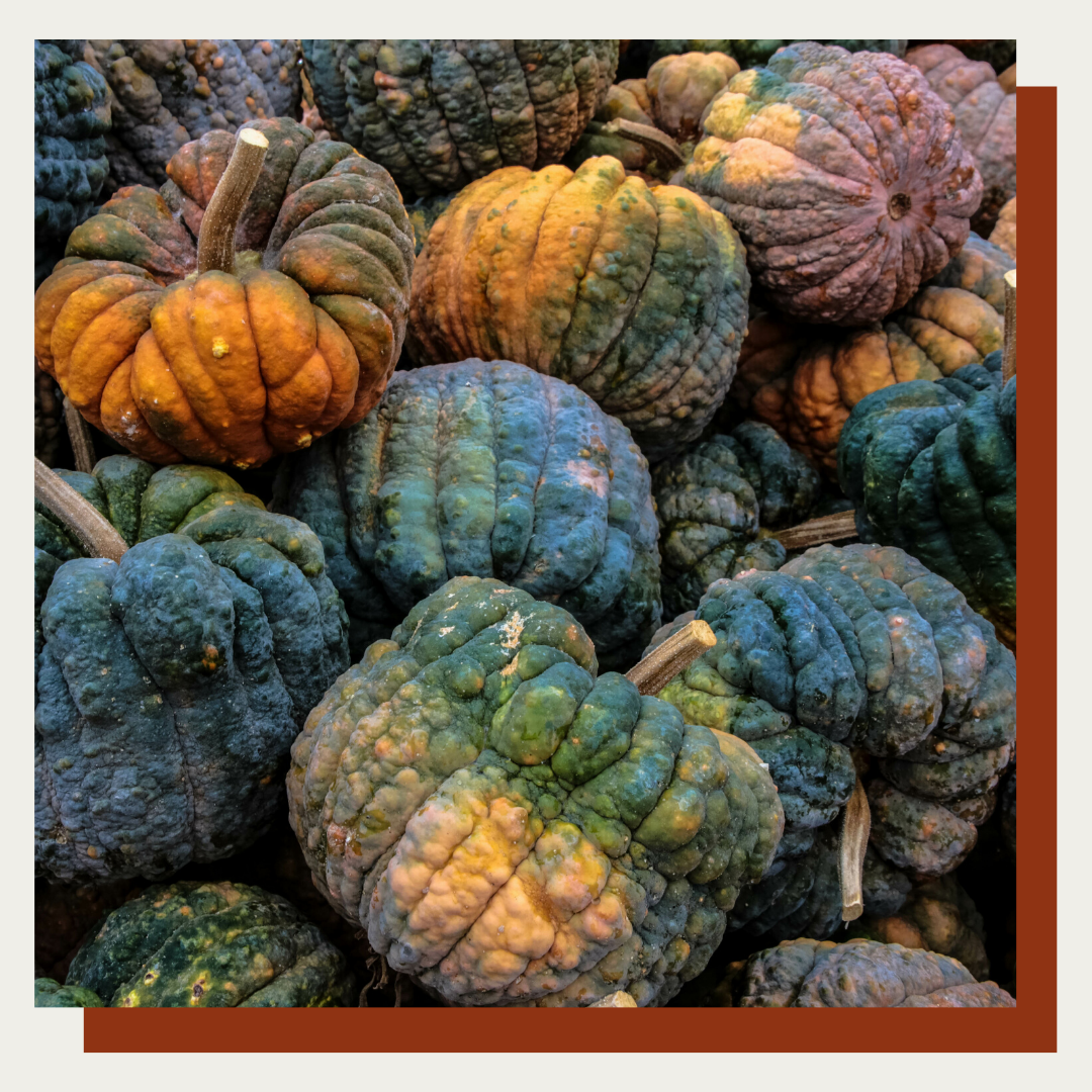 Black Futsu Pumpkins (Set of 2)