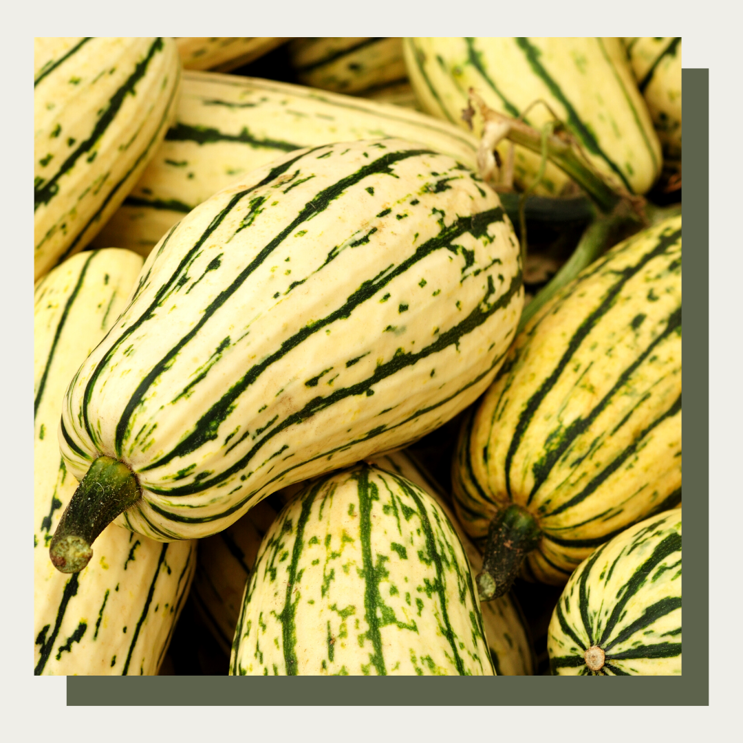Bush Delicata Squash (Set of 2)