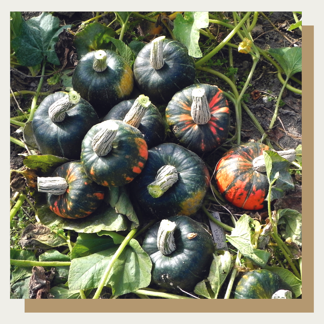 Buttercup Squash