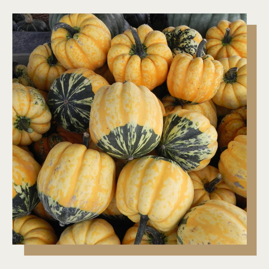 Carnival Acorn Squash (Set of 2)