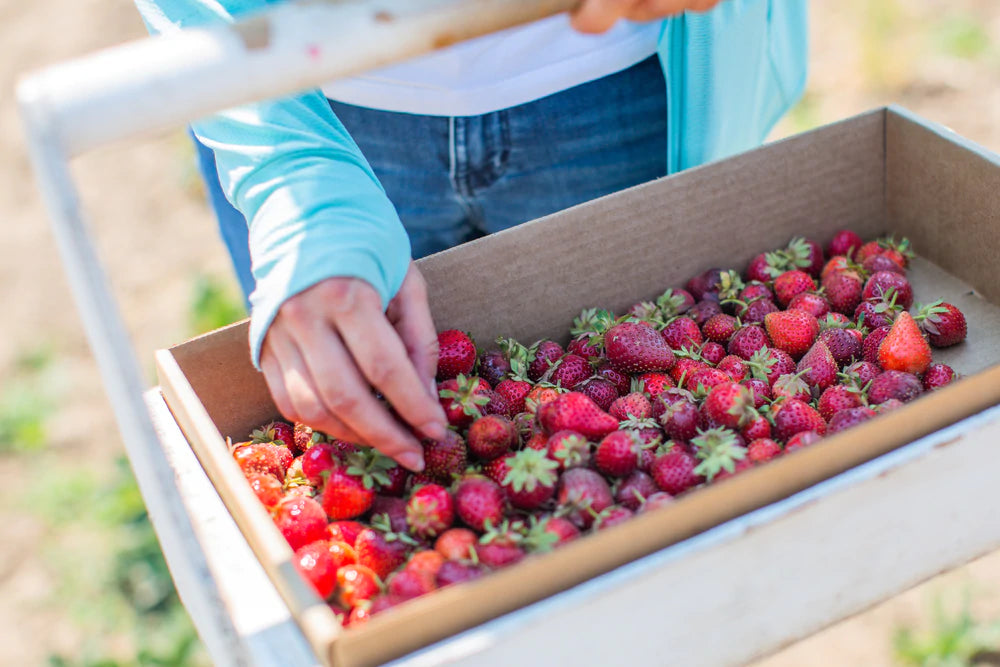 Pre-Picked Strawberries