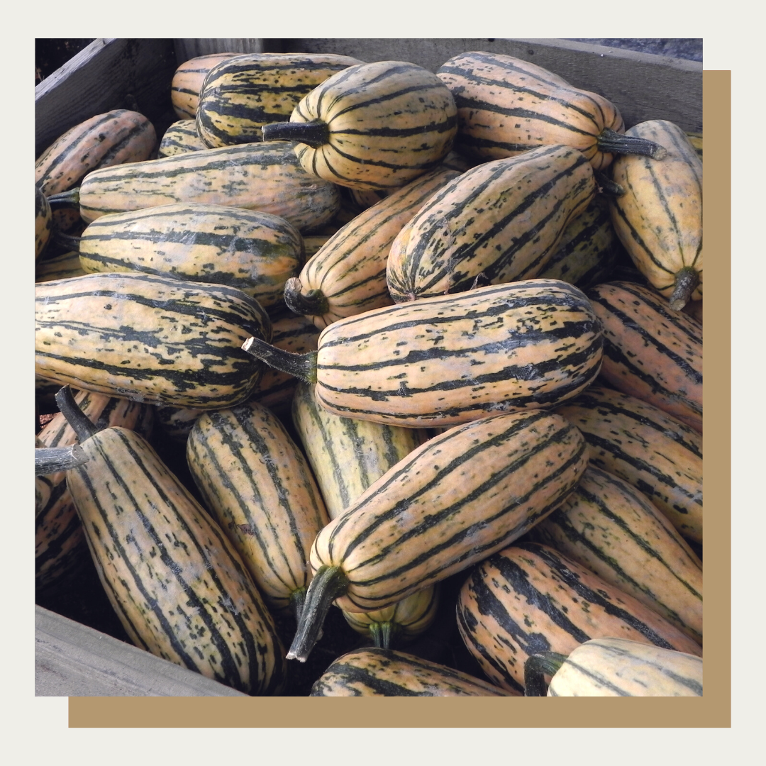 Honeyboat Delicata Squash (Set of 2)