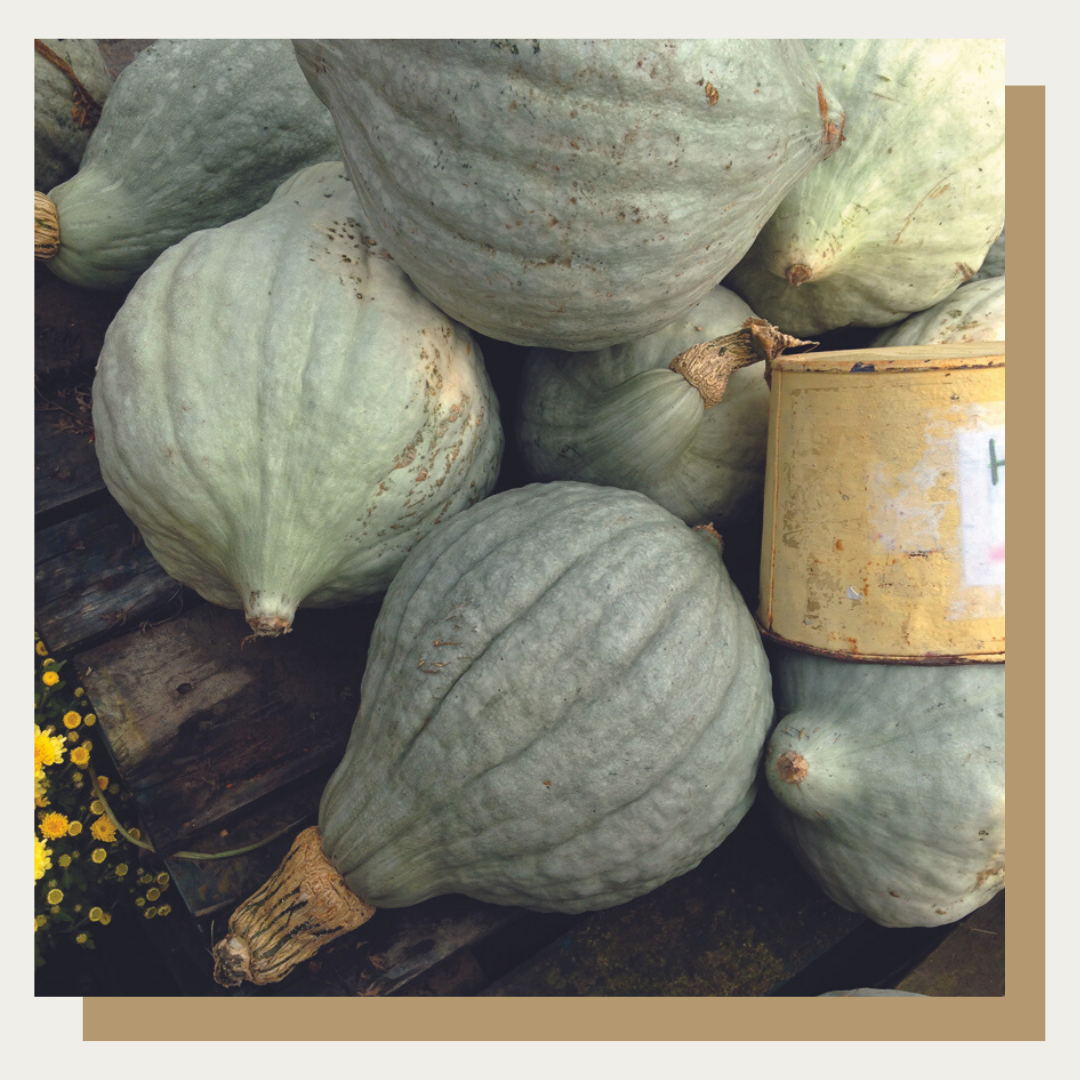 Blue Hubbard Squash