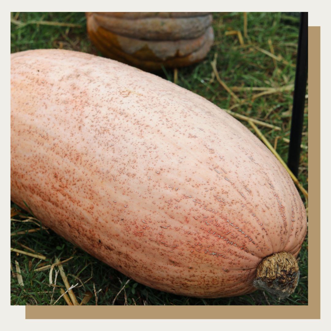 Pink Banana Jumbo Squash