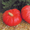 Small Pumpkin Pie and Bread Set