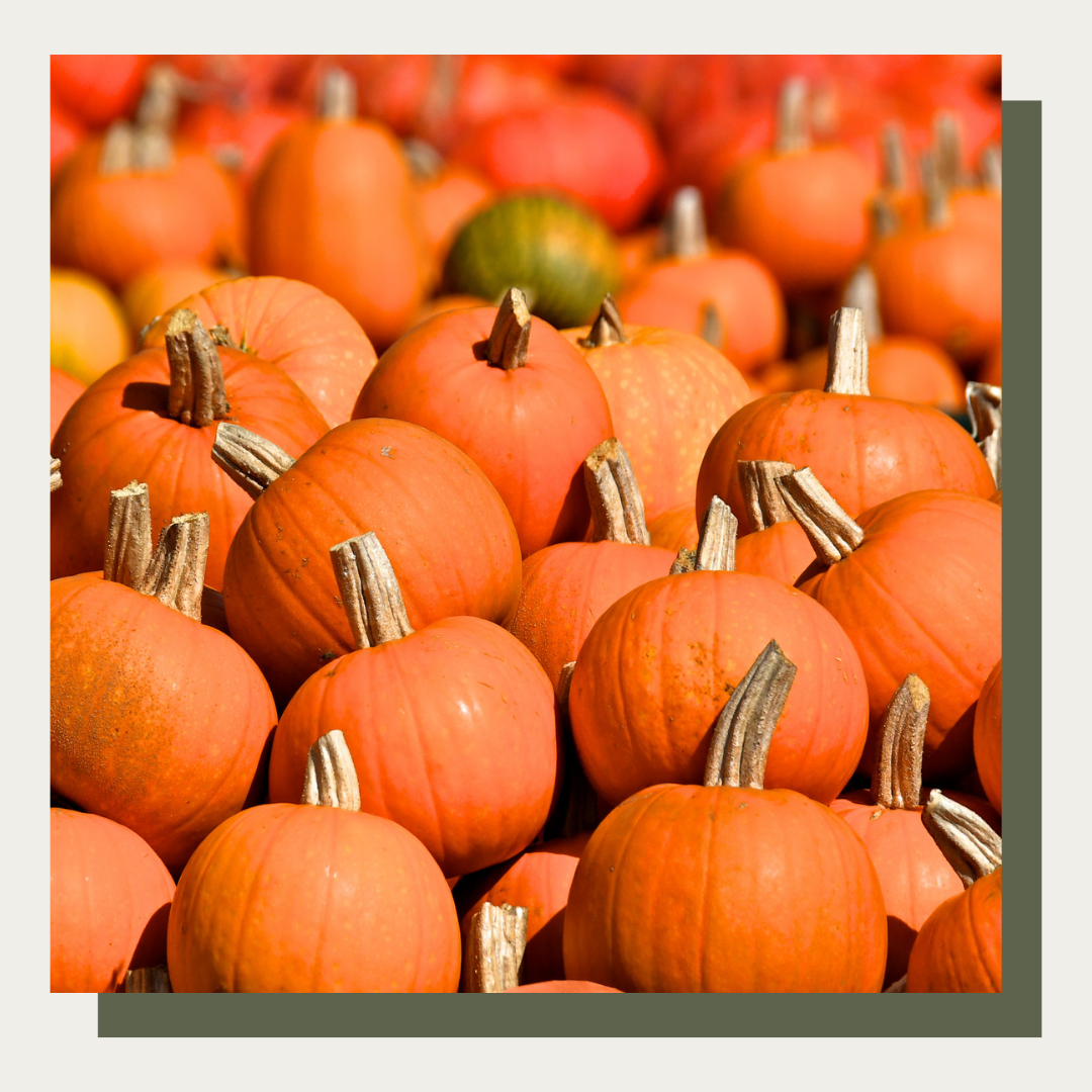 Sugar Pie Pumpkin