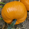 Small Pumpkin Pie and Bread Set