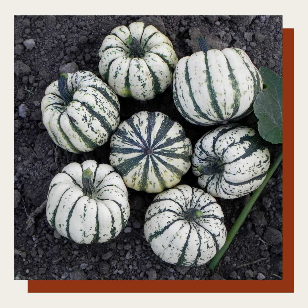 Sweet Dumpling Delicata Squash (Set of 2)