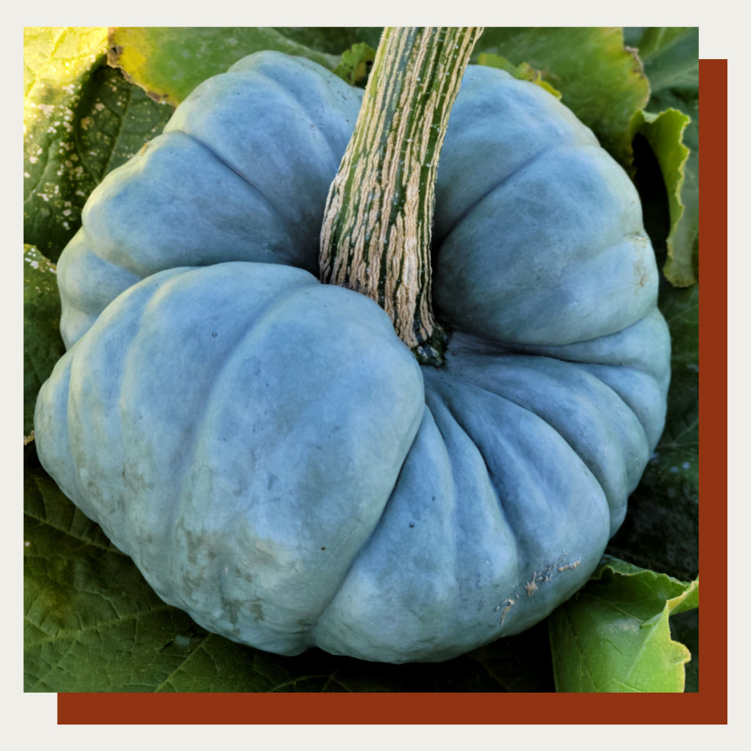 Triamble Pumpkin (Australian Heirloom)