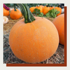Winter Luxury Pie Pumpkin