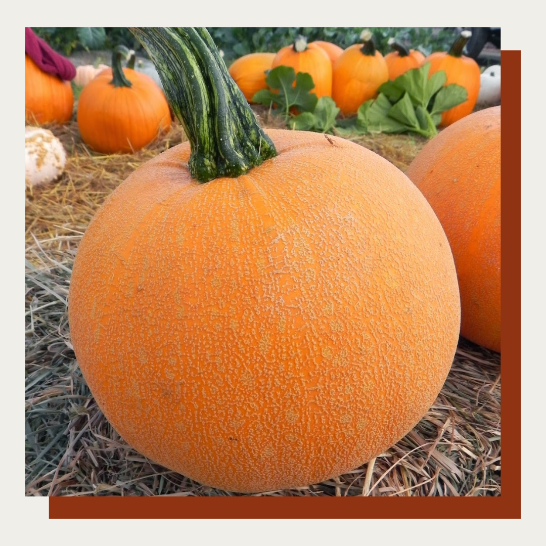 Winter Luxury Pie Pumpkin