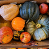 Winter Squash Sampler Collection