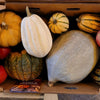 Winter Squash Sampler Collection