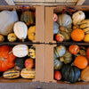 Winter Squash Sampler Collection