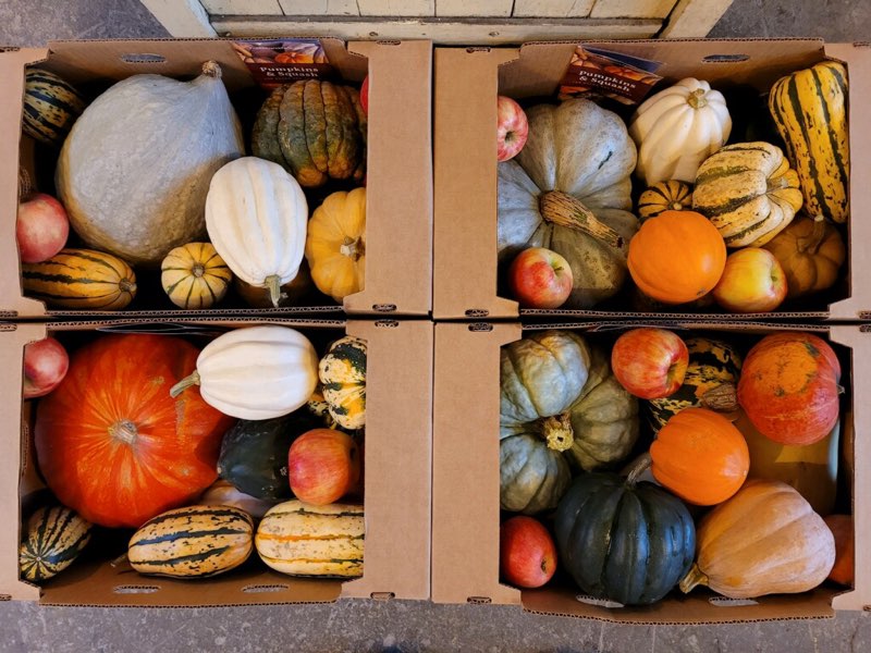 Winter Squash Sampler Collection